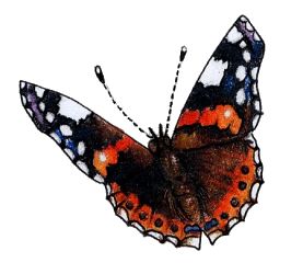 Image by Myrea Pettit, Copyright&copy; 2004 Fairies World&reg;  Reproduction of these images in any form is strictly prohibited.