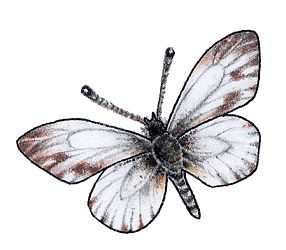 Image by Myrea Pettit, Copyright&copy; 2004 Fairies World&reg;  Reproduction of these images in any form is strictly prohibited.