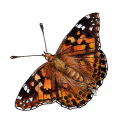 Painted Lady Butterfly Copyright© 2004 Fairies World