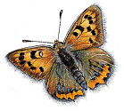 Small Copper Butterfly Copyright© 2004 Fairies World