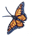 Monarch Butterfly Copyright© 2004 Fairies World