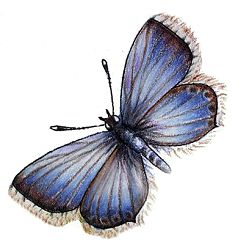 Image by Myrea Pettit, Copyright&copy; 2004 Fairies World&reg;  Reproduction of these images in any form is strictly prohibited.