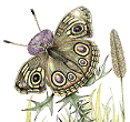 The Buckeye Butterfly, Copyright© 2004 Fairies World