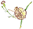 Dancing carnation. Copyright© 2001 Fairies World