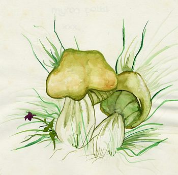 Image by Myrea Pettit, Copyright&copy; 2004 Fairies World&reg;  Reproduction of these images in any form is strictly prohibited.