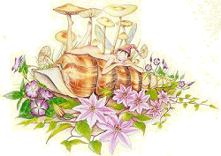 Pixie on a shell drawing, Copyright© 2001 Fairies World