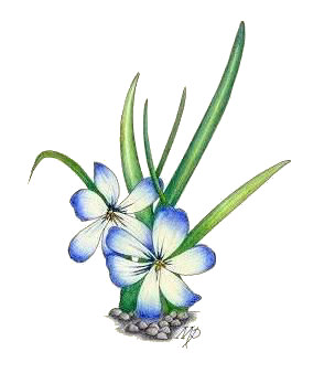 Crocus Tecophilaea Copyright&copy; 2001 Fairies World