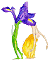 Dancing Iris. Copyright© 2001 Fairies World