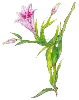 Dancing Lily, Copyright&copy; 2001 Fairies World