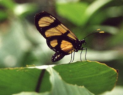 Image by Myrea Pettit, Copyright&copy; 2004 Fairies World&reg;  Reproduction of these images in any form is strictly prohibited.