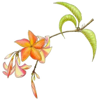 Frangipani, Copyright&copy; 2001 Fairies World