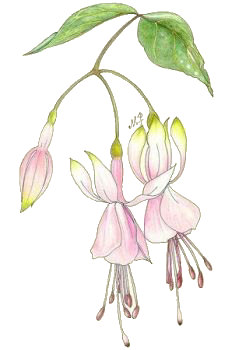 Dancing Rose, Copyright&copy; 2001 Fairies World