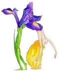 Petal Iris, Copyright© 2001 Fairies World