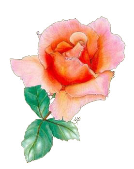 Rose, Copyright&copy; 2001 Fairies World