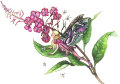 Rose Bay Willow Herb Fairy, Copyright© 2004 Fairies World