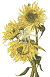 Sunflower Fairy Commission