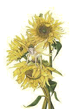 Sunflower Fairy Copyright© 2003 Fairies World