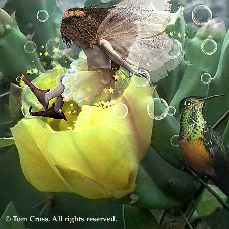 Tom Cross Image, Copyright&copy; 2005 Tom Cross,  Reproduction of these images in any form is strictly prohibited.