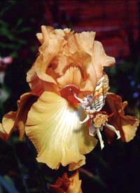 Iris