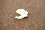 tooth faerie.jpg
