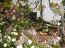 Fairies in Fernkloof South Africa 1.jpg