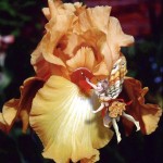 \"The Love of Iris\" for Peter -by Myrea Pettit