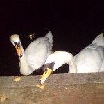 A pair of Swans watched over by a Sylph