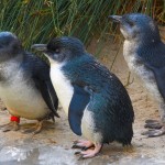 Fairy penguins